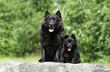 SCHIPPERKE 271